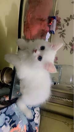 Persian cat for sale triple coated