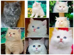 Persian Punch face triple coat cat Kitten