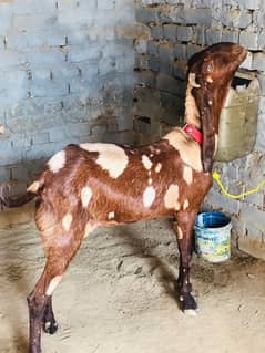 MashaAllah both achi nasal kii goat hai argent WhatsApp 03245489221