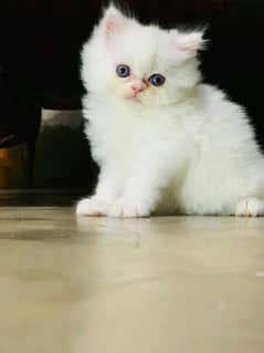 persian kitten for sale