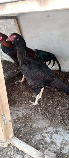 Aseel hens for sale