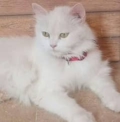 Persian cat urgent for sale