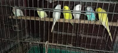 Australian 7 pice red eye and 2 pice black eye. . . . breeder pair hai