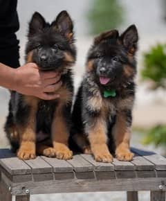 Pedigree German shepherd puppies available