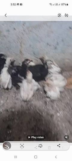 bantum chicks