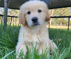 Pedigree Golden retriever puppies available for sale