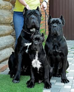 Cane Corso puppies available looking for a new home