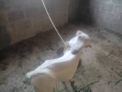 pet female goat