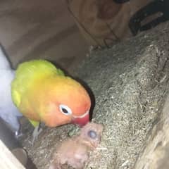 lovebird Latino persnata black eye female nd albino  male gree parrot