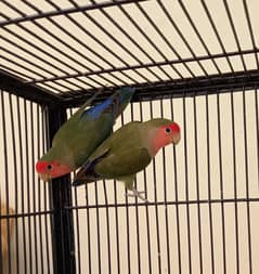 Love birds for sale