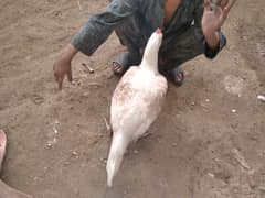 pure desi hen plus Aseel egg lying healthy and active guaranty