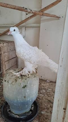 Fancy pigeons