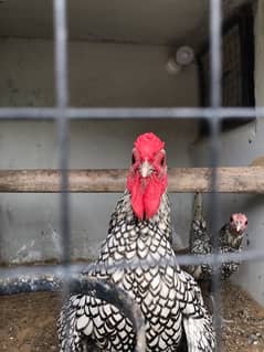 BANTAM