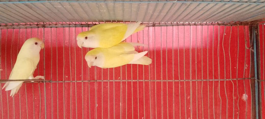 Adult Roseicollis Cremino Females Available 0