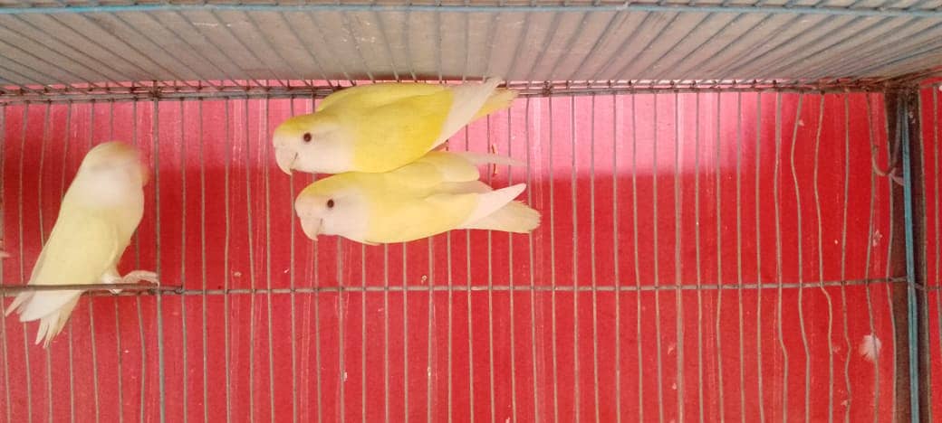 Adult Roseicollis Cremino Females Available 2