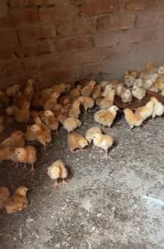 lohmman brown chicks available