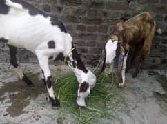 females goat Shera and beetal