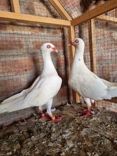 Danish breeder pair for sale