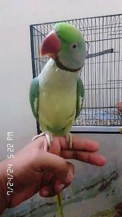 Jumbo size green parrot beautiful