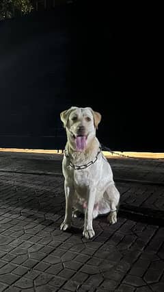 American Labrador 0