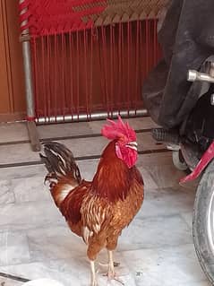 Beautiful Desi Male Cock and Egg laying Hens