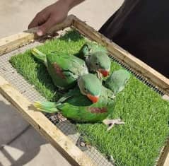 Raw parrots