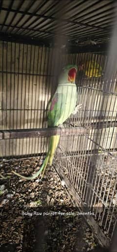 Raw Parrot for sale