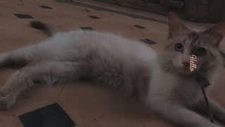 Persian cat