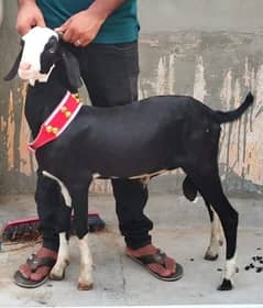 tapra tedy bakra (tedy bakra)