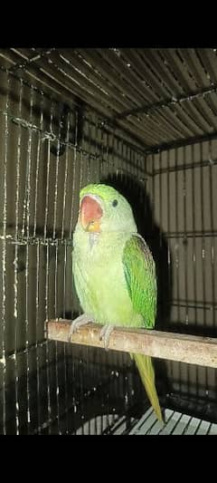 Handtame Raw parrot  8 months