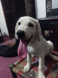3 month Labrador female for sale