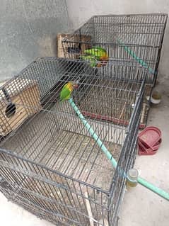 Green Fisher yellow chest pair 100% breeder Gurrented Cages forsale