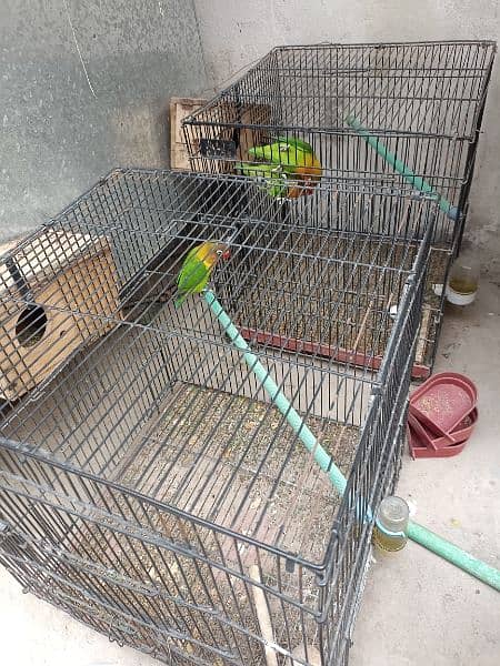 Green Fisher yellow chest pair 100% breeder Gurrented Cages forsale 0