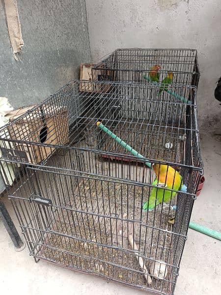 Green Fisher yellow chest pair 100% breeder Gurrented Cages forsale 1