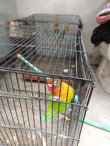 Green Fisher yellow chest pair 100% breeder Gurrented Cages forsale 2