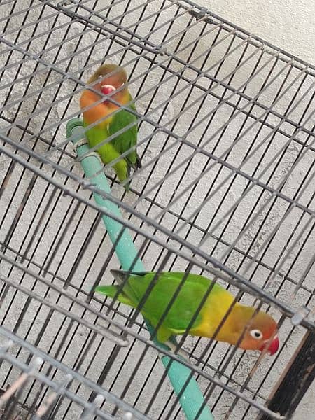 Green Fisher yellow chest pair 100% breeder Gurrented Cages forsale 3