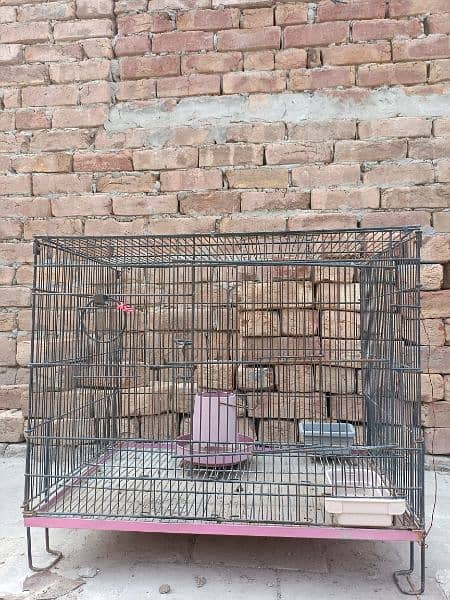 Green Fisher yellow chest pair 100% breeder Gurrented Cages forsale 4