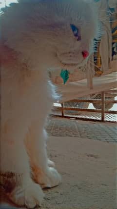 Off White Persian Cat