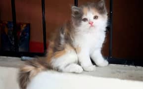 Persian dilute Calico Kitten