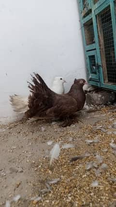 Brown white lakkah breeder pair and same clutch young pair