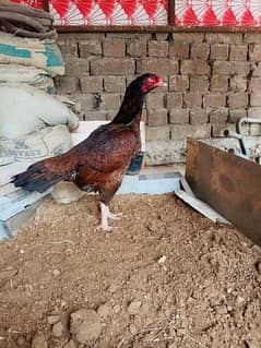 Aseel murgi with 5 chicks 03438852418