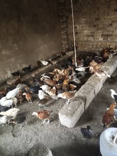 Misri chicks for sale 03347938638