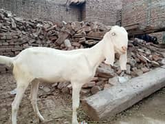 2 dant bakri or kheeri pathi for sale 03052593845