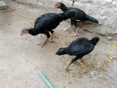 1 murghi 3 chicks  4 months old
