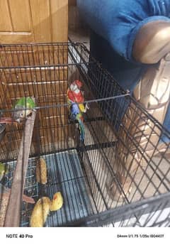 full breeder pair of rosella parrot and 3pair of conur