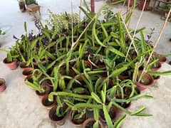 Dragon Fruit plant and Cuttings