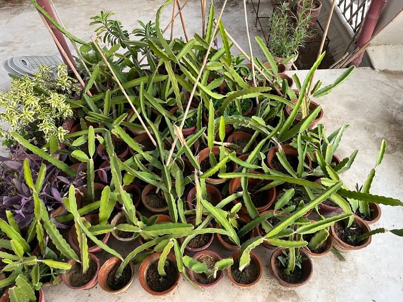 Dragon Fruit plant and Cuttings 1