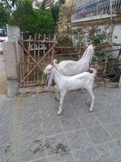 Gulabi bakri with bacha