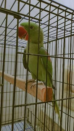 Raw Parrots/Kashmiri/pahari