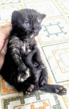 Persian Kitten Triple Coated Blue Eyes